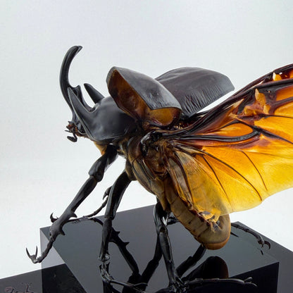 Megasoma actaeon V.2026