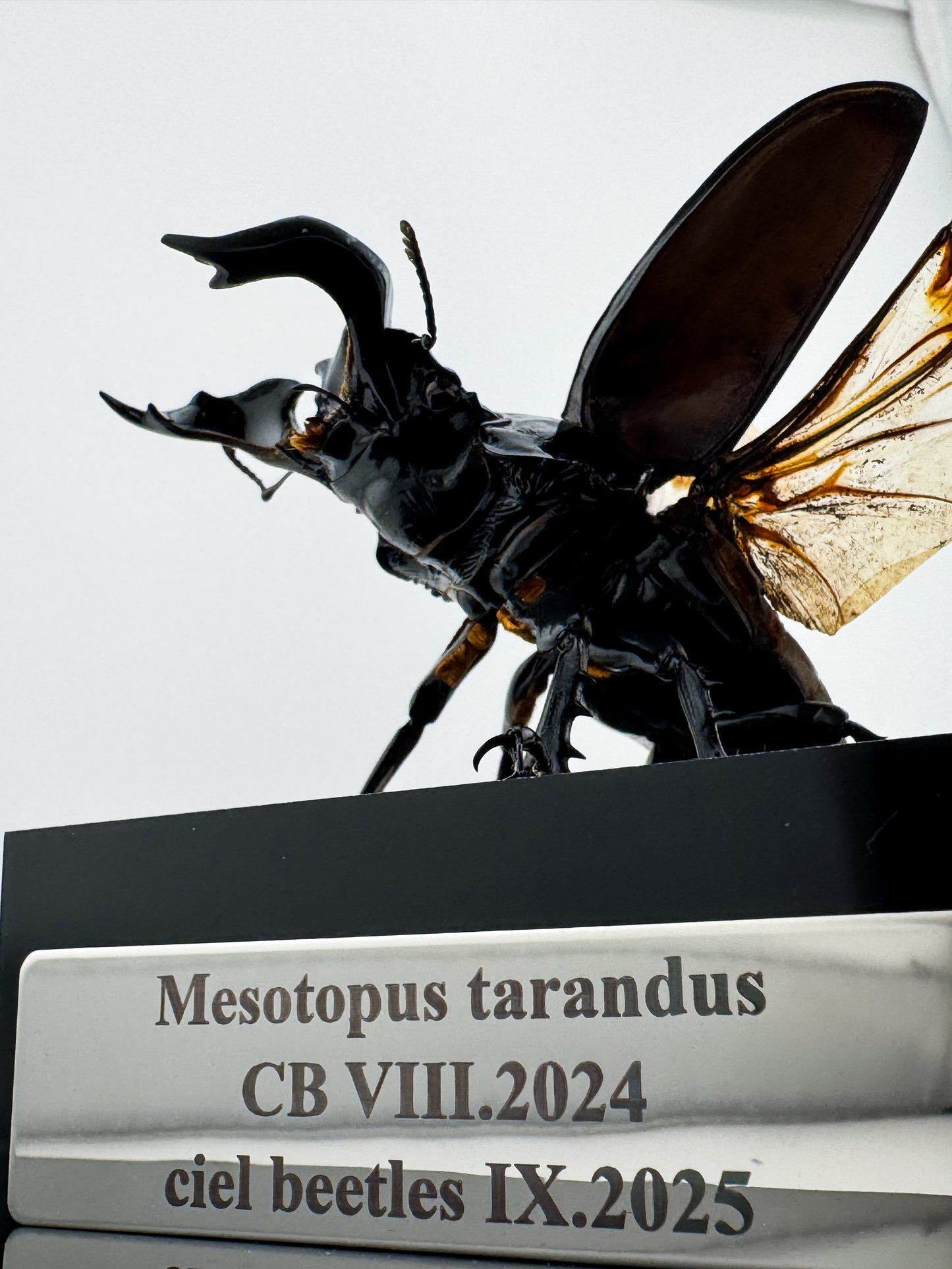 Mesotopus tarandus IX.2025 Mesotopus tarandus