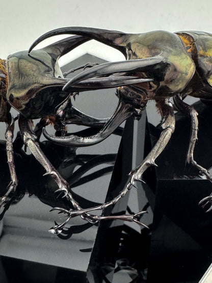 Chalcosoma atlas 2025 Atlas Beetle