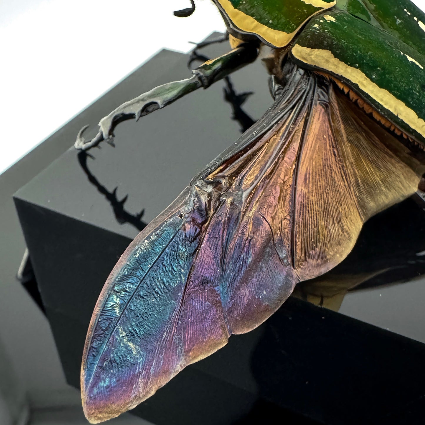 Mecynorhina torquata poggei (torquata flower beetle)