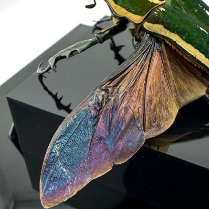 Mecynorhina torquata poggei (torquata flower beetle)