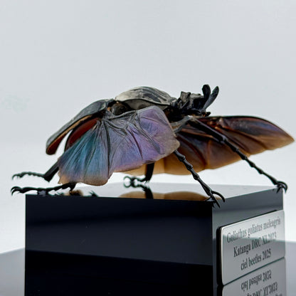 Goliathus goliatus meleagris VI.2025 Goliath Beetle