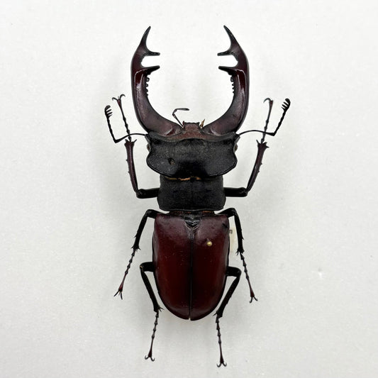German Field Collected Lucanus cervus (European Stag Beetle) Spread Specimen, Imperfect