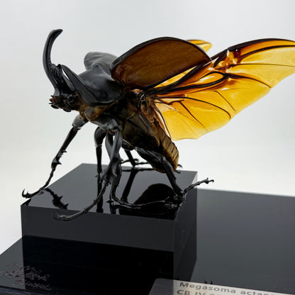Megasoma actaeon V.2026