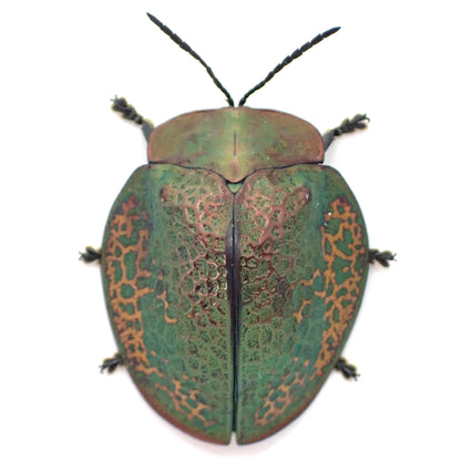 A specimen of a broach jewel beetle, Goniochenia haroldi, mounted on a display card.