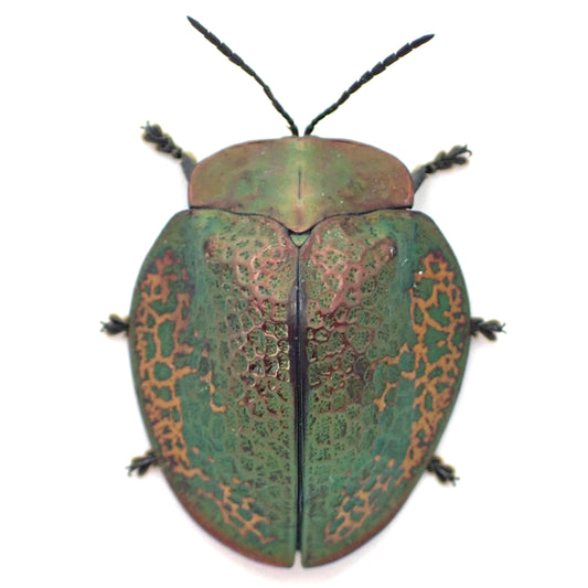 A specimen of a broach jewel beetle, Goniochenia haroldi, mounted on a display card.