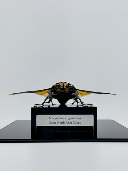 Mecynorhina ugandensis (Ugandan flower beetle)