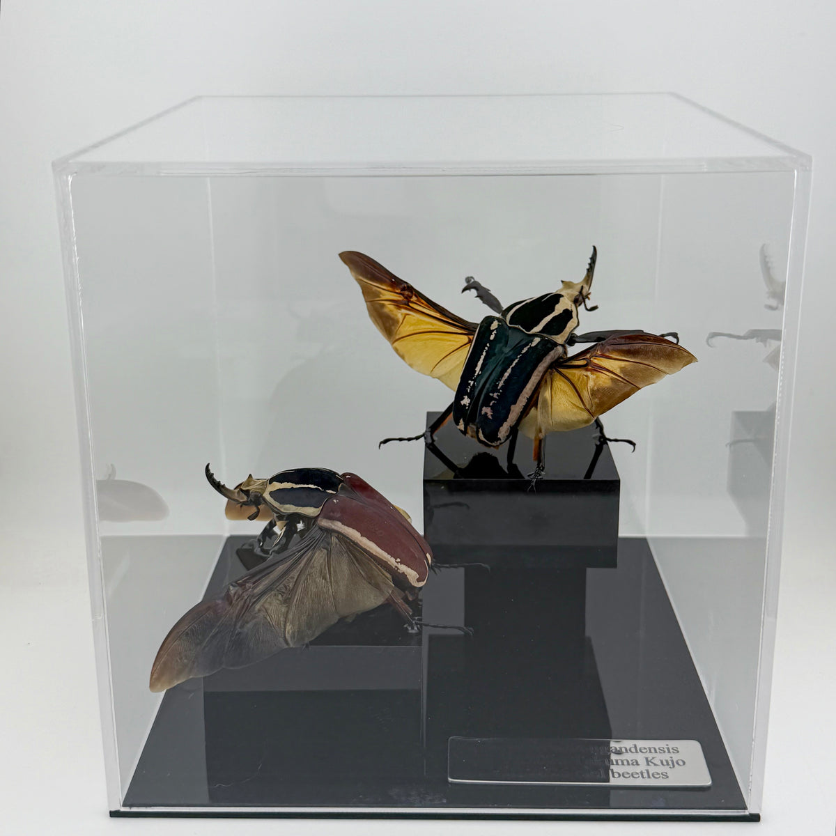 Mecynorrhina ugandensis VIII.2026