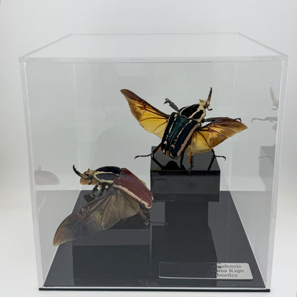 Mecynorrhina ugandensis VIII.2026