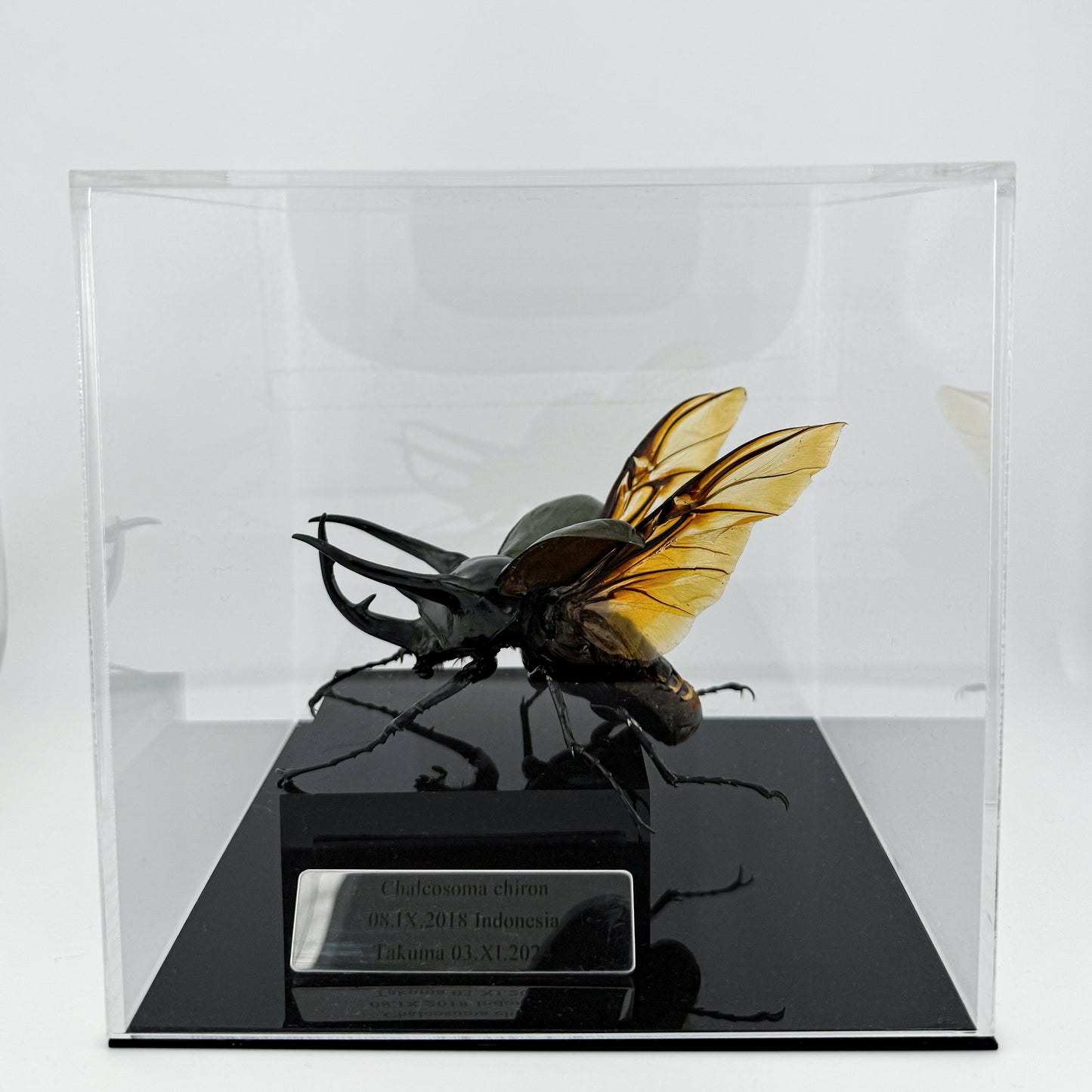 Chalcosoma chiron XI.2024 Caucasian rhinoceros beetle