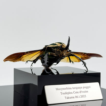Mecynorhina torquata poggei (torquata flower beetle)