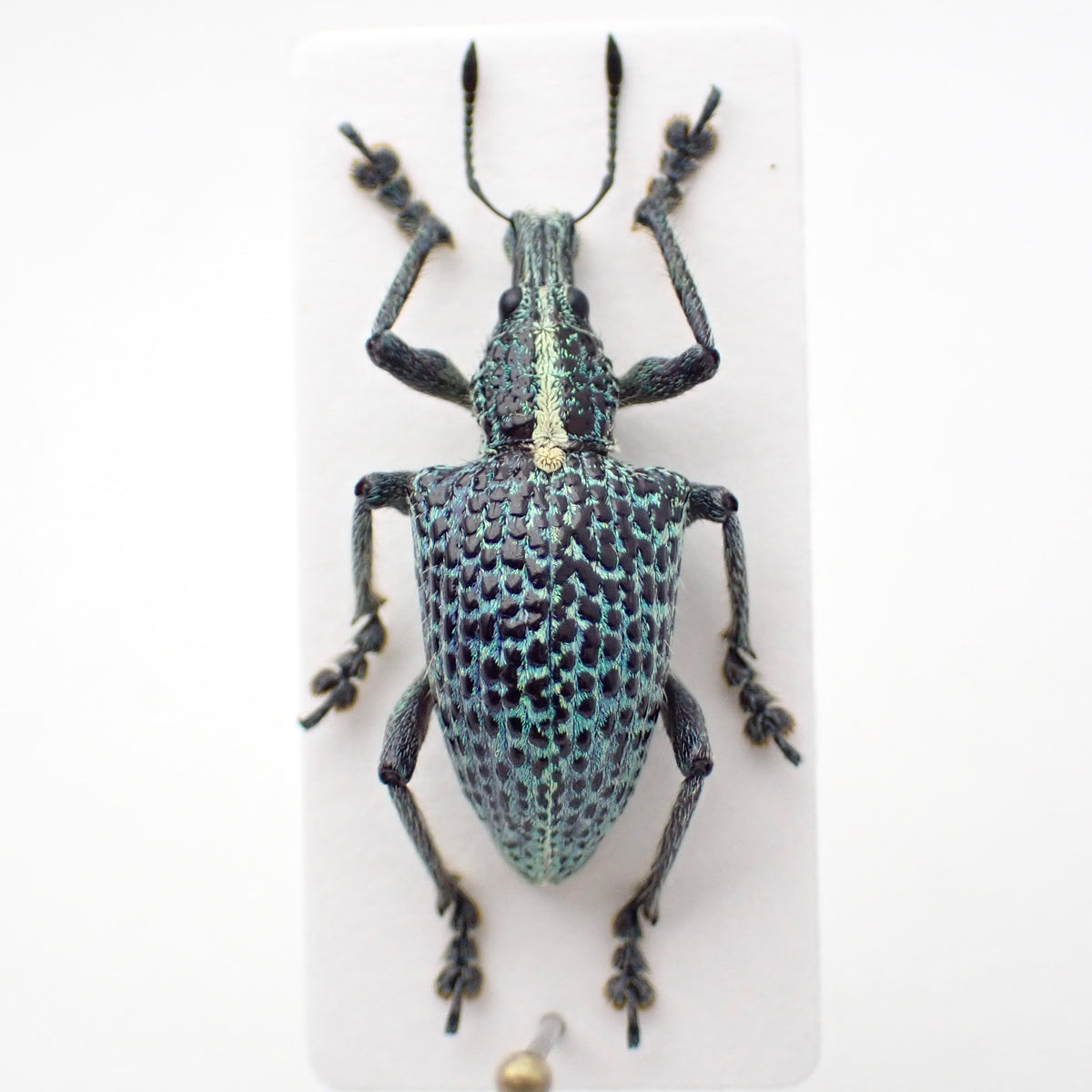 🇵🇪 Weevil Entimus granulatus, pinned specimen