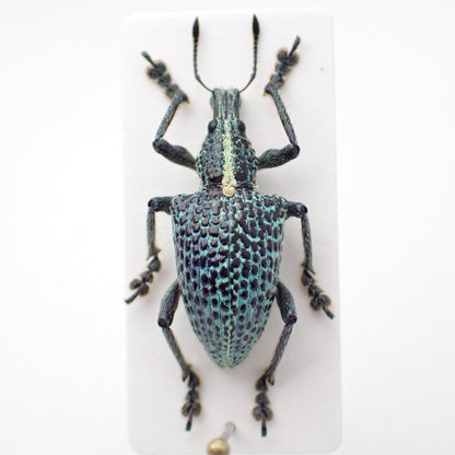 🇵🇪 Weevil Entimus granulatus, pinned specimen
