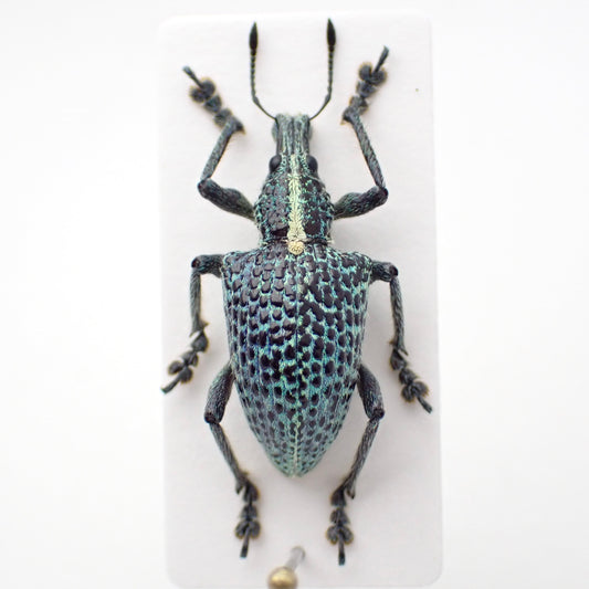 🇵🇪 Weevil Entimus granulatus, pinned specimen