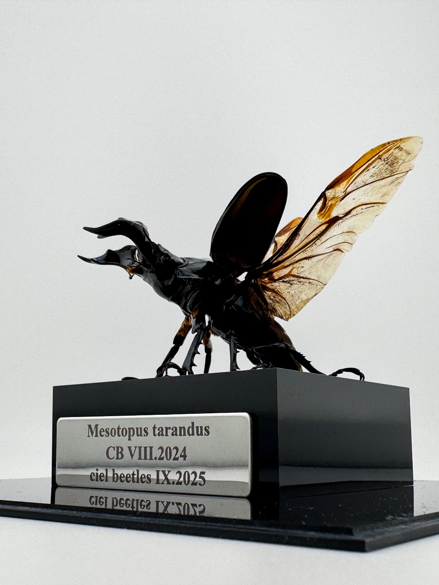 Mesotopus tarandus IX.2025 Mesotopus tarandus