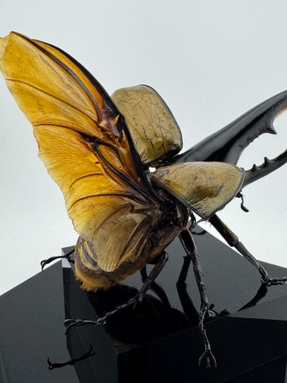 Dynastes hercules XI.2025 Hercules Beetle