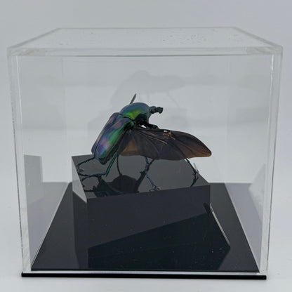 Jumnos ruckeri XII.2024 Ruckeri's Long-armed Scarab