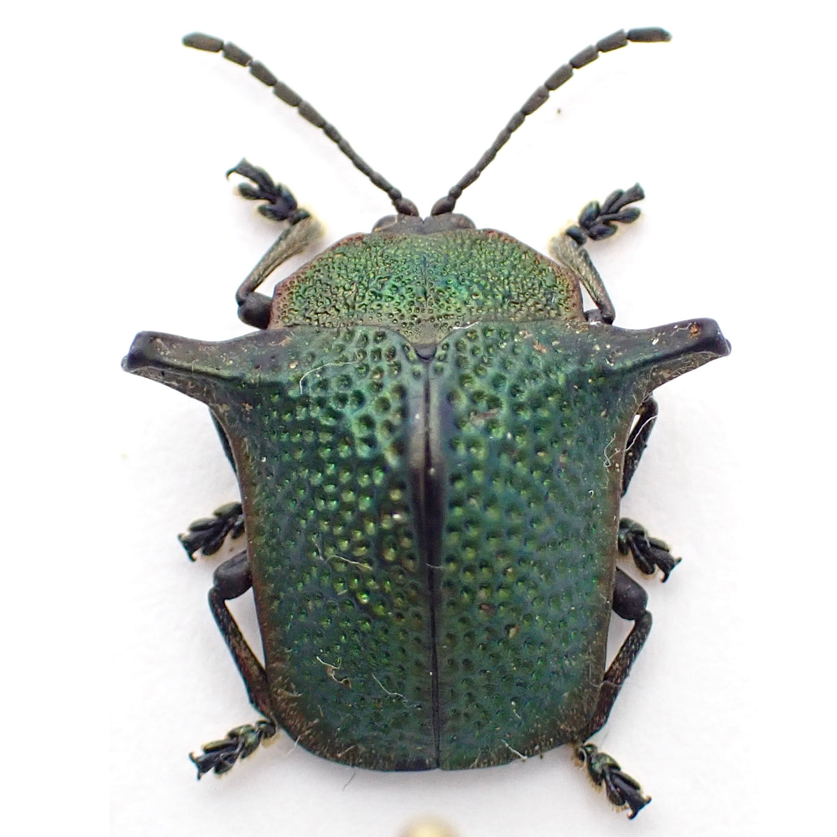 🇵🇪A type of jewel beetle (Omocerus sp.) - mounted specimen