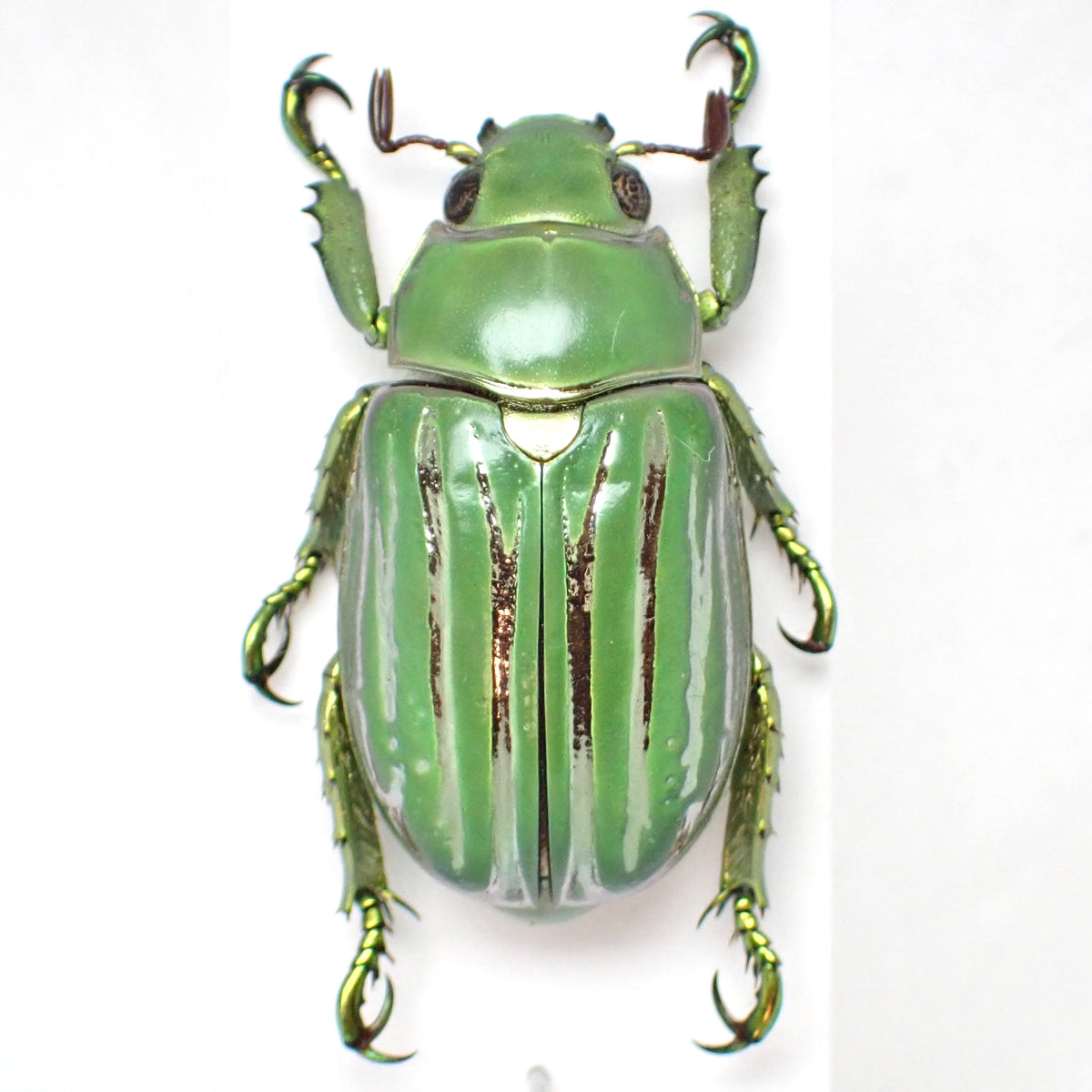 Rutelidae sp. A2, mounted specimen