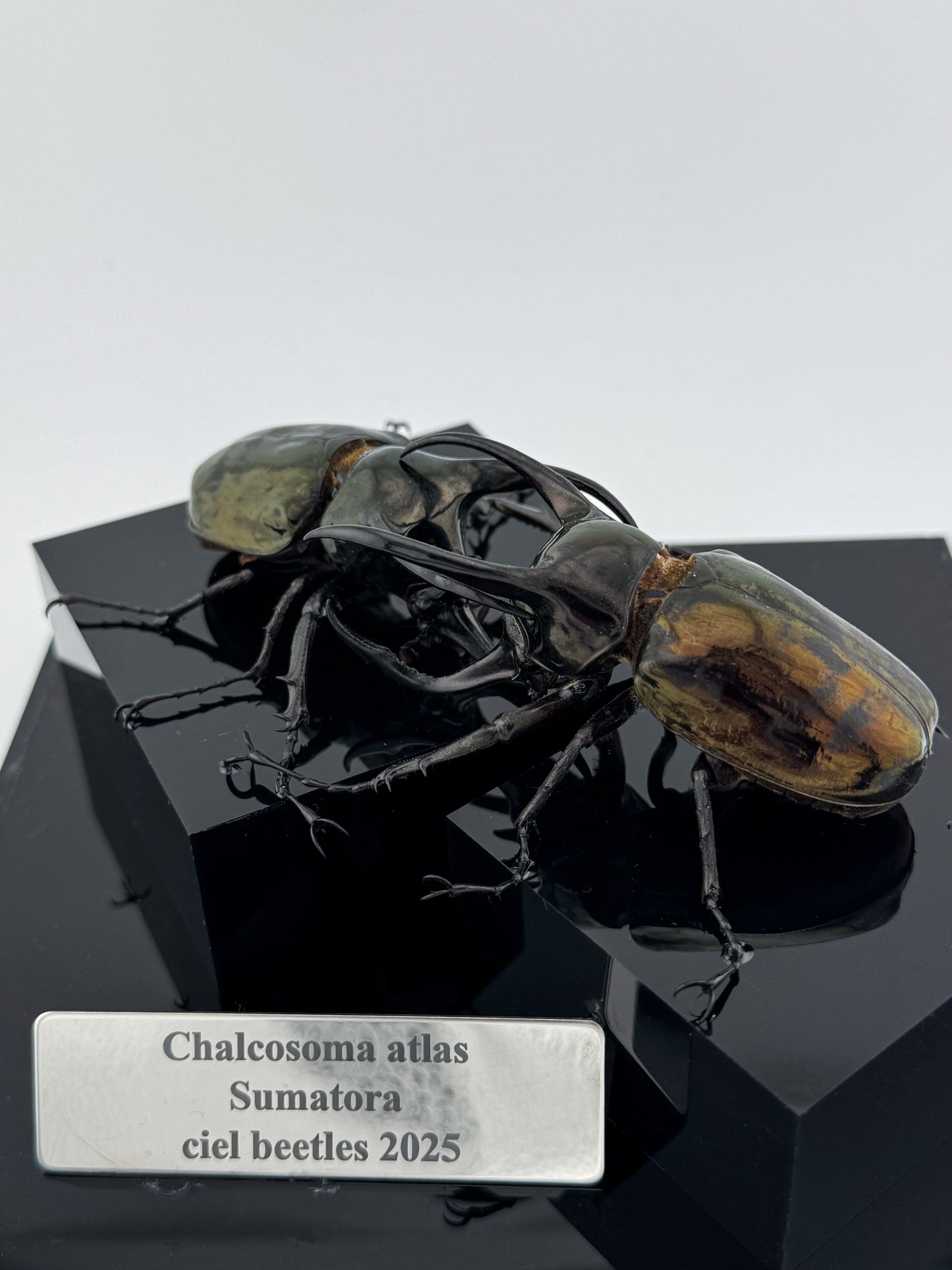 Chalcosoma atlas 2025 Atlas Beetle