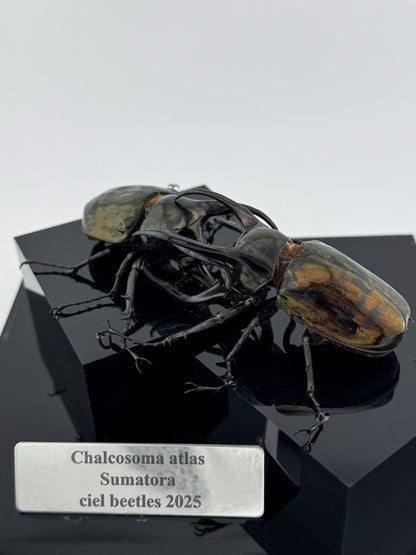Chalcosoma atlas 2025 Atlas Beetle