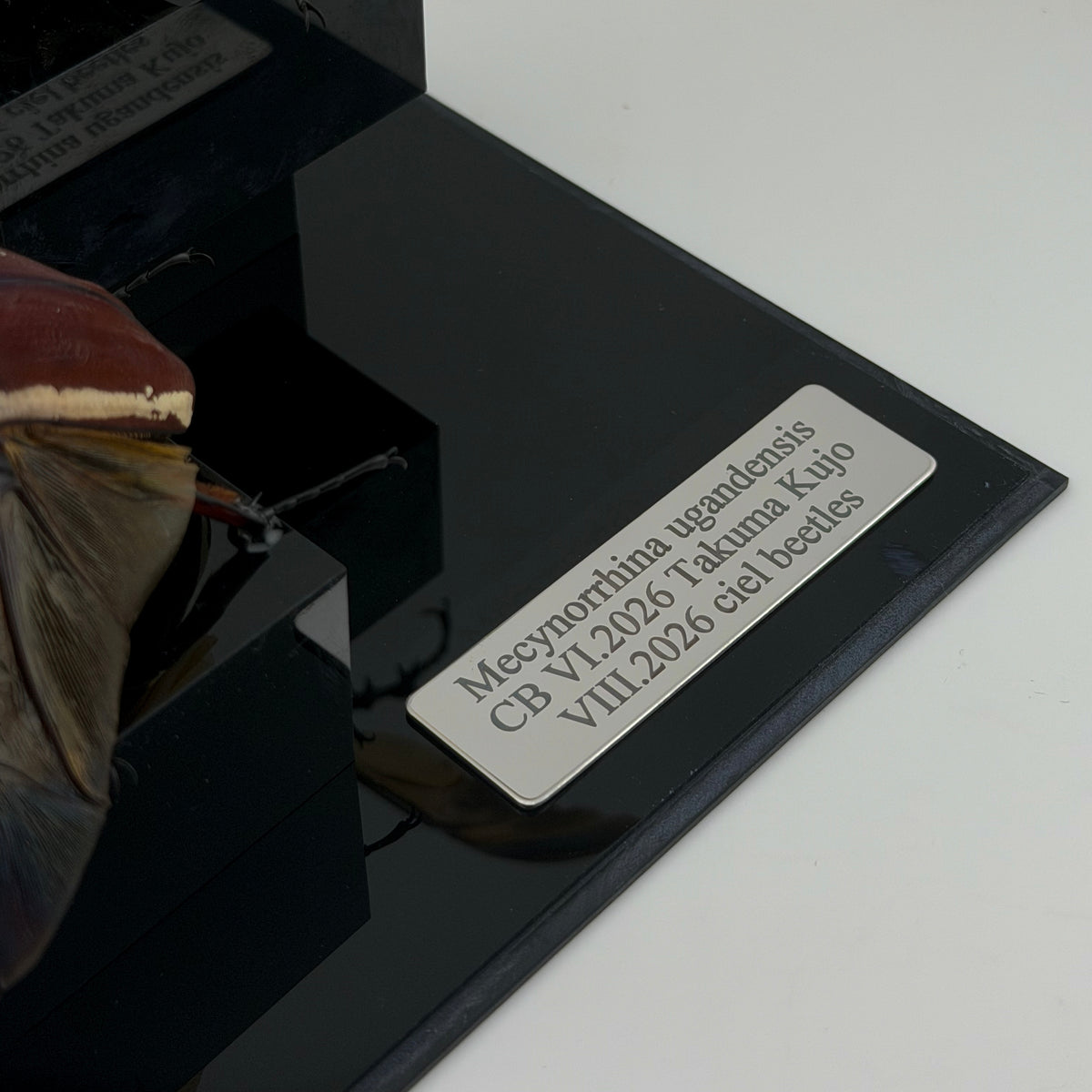 Mecynorrhina ugandensis VIII.2026