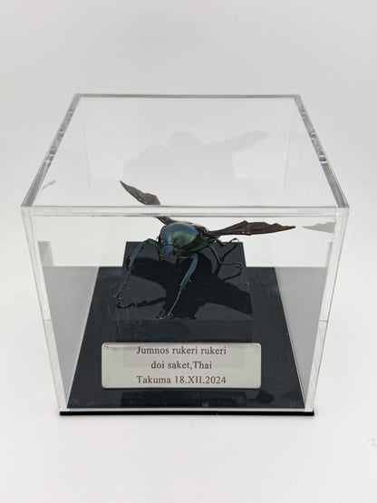 Jumnos ruckeri XII.2024 Ruckeri's Long-armed Scarab