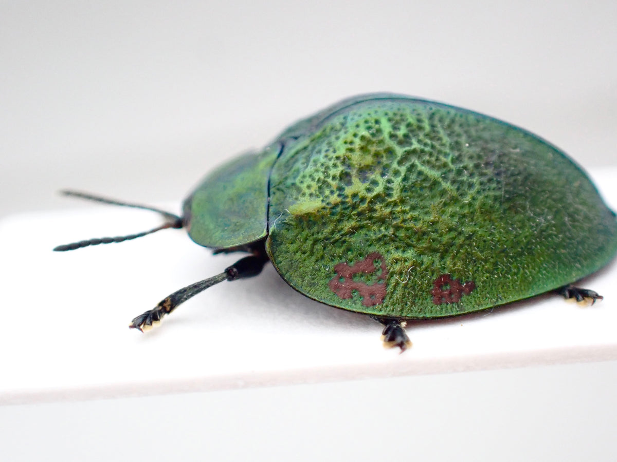 Tortoise beetle Stolas discoides, mounted specimen