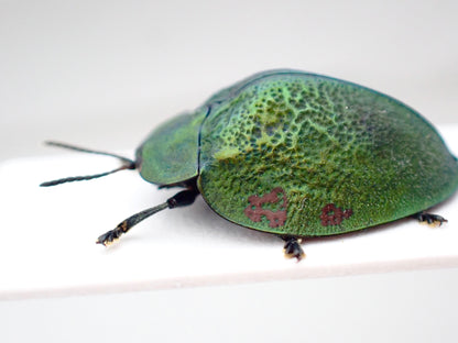 Tortoise beetle Stolas discoides, mounted specimen