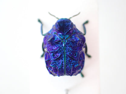 Platypria mianningensis - pinned specimen A2