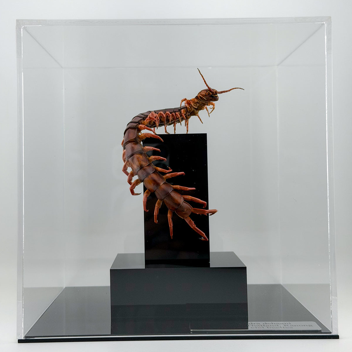 チェリーレッドセンチピート 立体標本 Scolopendra dehaani
IX.2026 ciel beetles