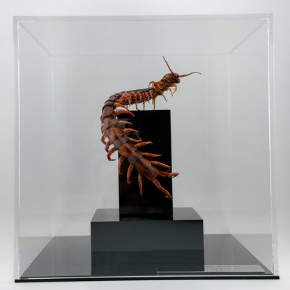 チェリーレッドセンチピート 立体標本 Scolopendra dehaani
IX.2026 ciel beetles