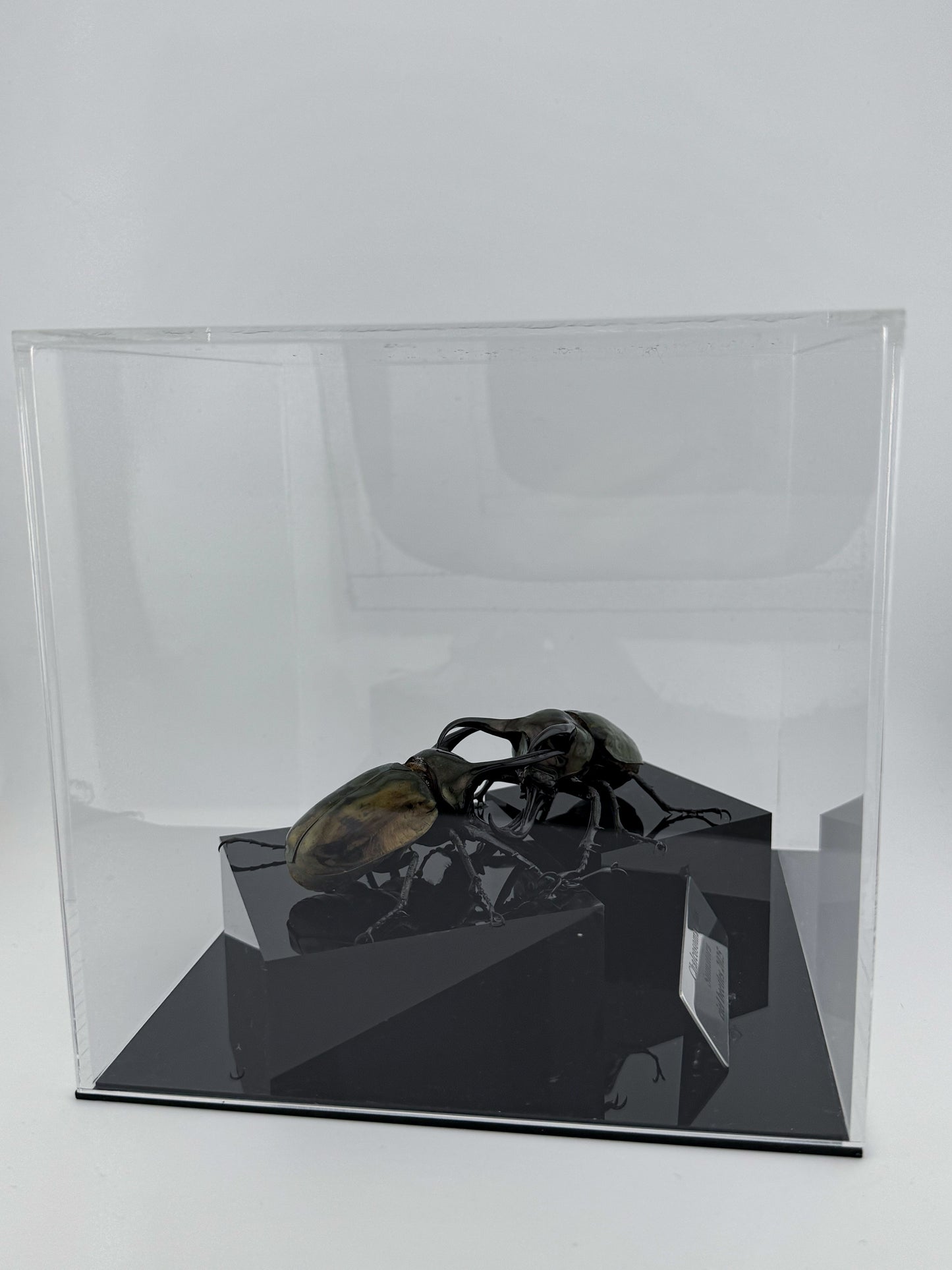 Chalcosoma atlas 2025 Atlas Beetle