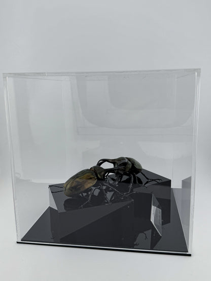 Chalcosoma atlas 2025 Atlas Beetle