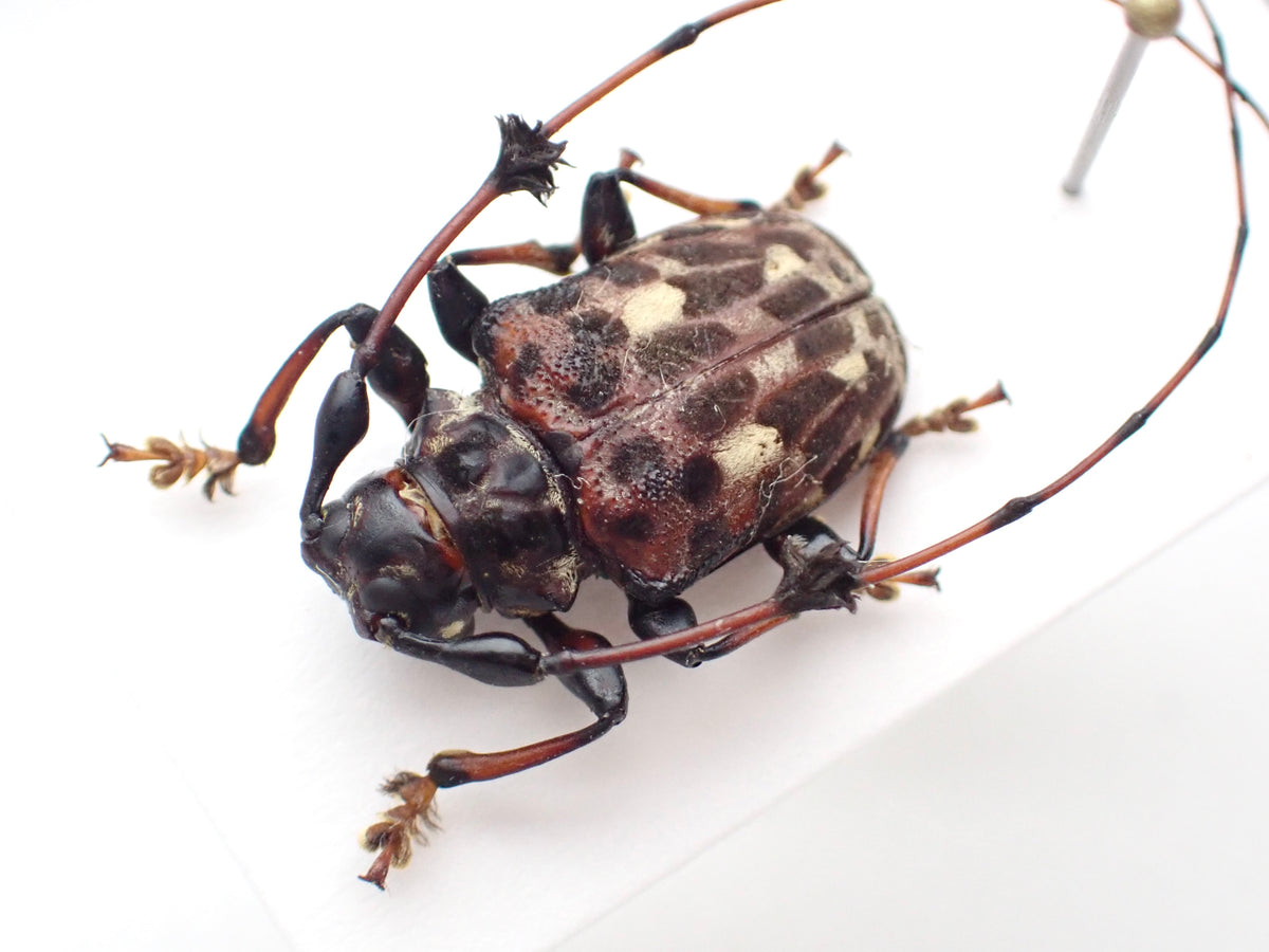 🇵🇪 Anisocerus sp. Mounted Specimen