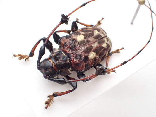 🇵🇪 Anisocerus sp. Mounted Specimen
