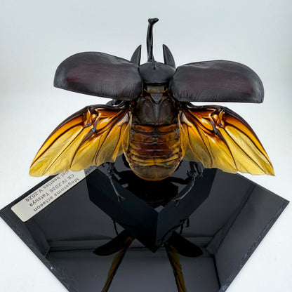 Megasoma actaeon V.2026