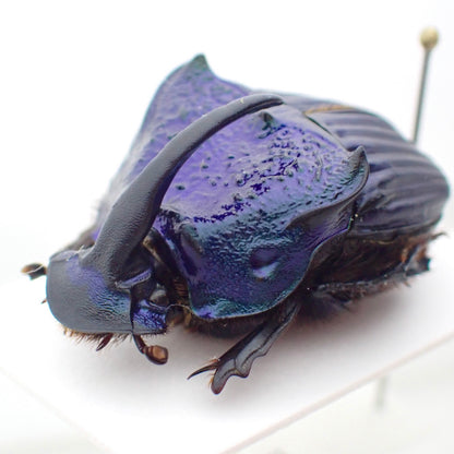 Guatemalan Rainbow Stag Beetle, pinned specimen