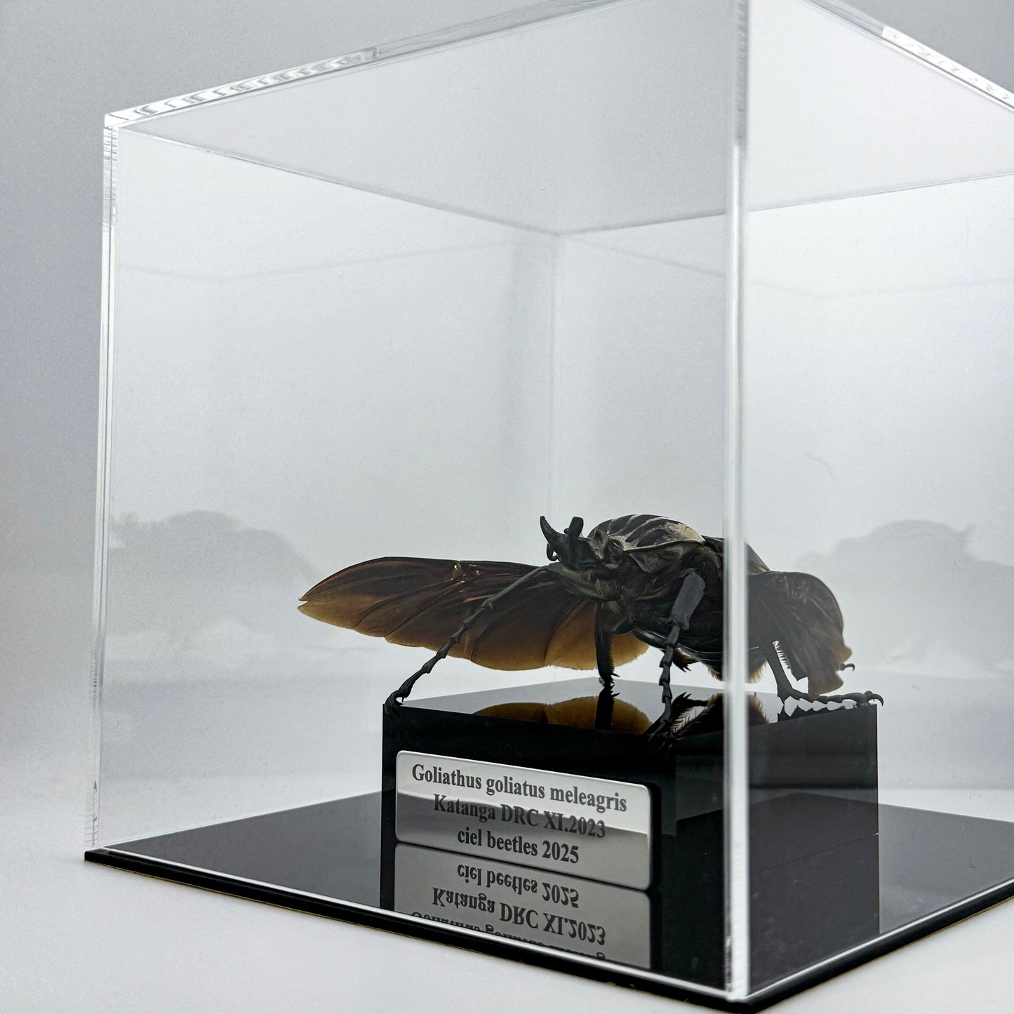 Goliathus goliatus meleagris VI.2025 Goliath Beetle