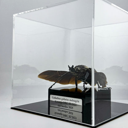 Goliathus goliatus meleagris VI.2025 Goliath Beetle