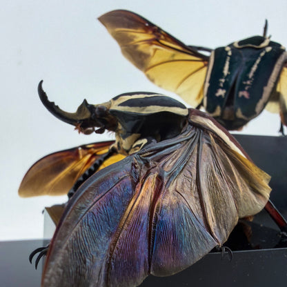 Mecynorrhina ugandensis VIII.2026