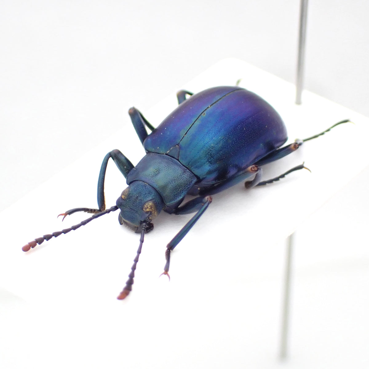 Peruvian burying beetle, mounted specimen