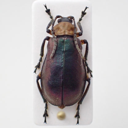 🇵🇪Chrysomelidae sp. (unidentified) - Mounted Specimen