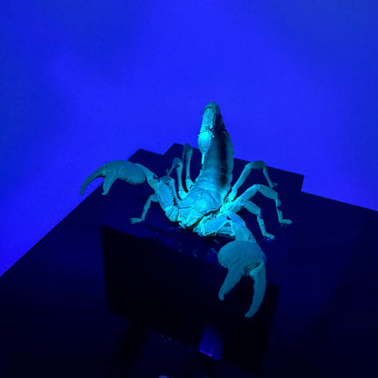 Pandinus imperator IV.2024 Malaysian Forest Scorpion