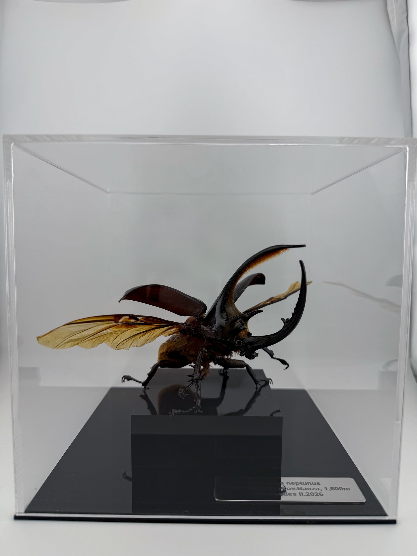 Dynastes neptunus II.2026 Neptune Beetle