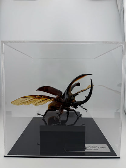 Dynastes neptunus II.2026 Neptune Beetle