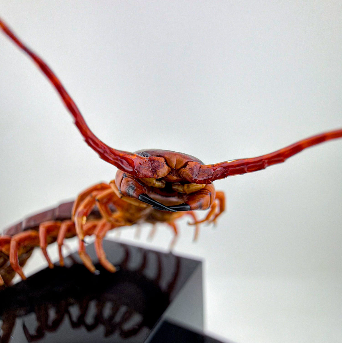チェリーレッドセンチピート 立体標本 Scolopendra dehaani
IX.2026 ciel beetles