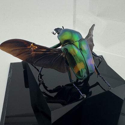 Jumnos ruckeri XII.2024 Ruckeri's Long-armed Scarab