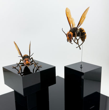 オオスズメバチ女王蜂 立体標本 Northern giant hornet Queen