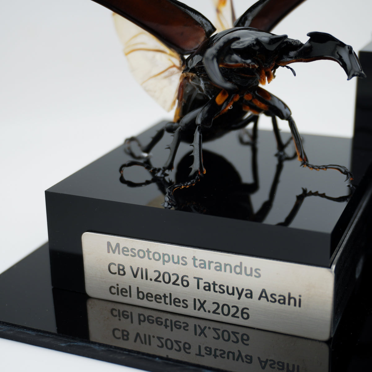 Mesotopus tarandus IX.2026 x Allotopus moellenkampi moseri VII.2026